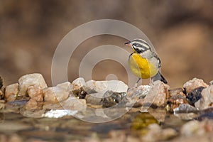 African Golden breasted Bunting in Kruger National park, South Africa photo