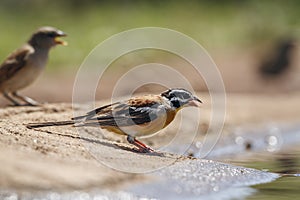 African Golden breasted Bunting in Kruger National park, South Africa photo