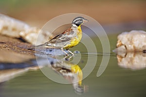 African Golden breasted Bunting in Kruger National park, South Africa photo