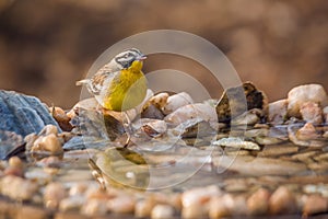 African Golden breasted Bunting in Kruger National park, South Africa photo