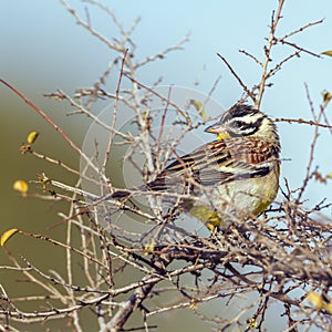 African Golden-breasted Bunting in Kruger National park, South A photo