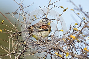 African Golden-breasted Bunting in Kruger National park, South A photo