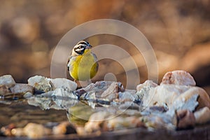 African Golden breasted Bunting in Kruger National park, South Africa photo