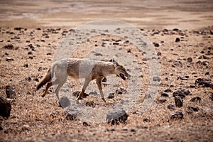 African golden wolf Canis anthus