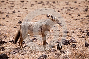 African golden wolf Canis anthus