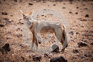 African golden wolf Canis anthus