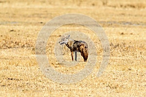 African golden wolf Canis anthus in the Ngorongoro crater