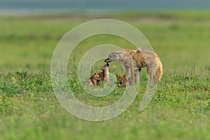 African golden wolf mother with pups at a den site in Ngorongoro crater, Tanzania