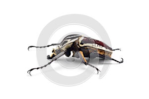 The African Goliath Beetles isolated on white background