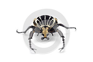 The African Goliath Beetles isolated on white background