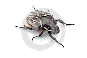 The African Goliath Beetles isolated on white background