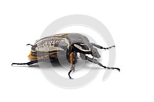 The African Goliath Beetles isolated on white background