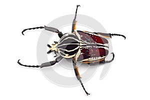 The African Goliath Beetles isolated on white background