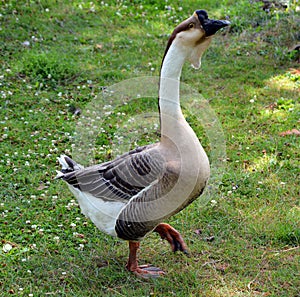 The African Goose is a breed of goose.