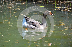 The African Goose is a breed of goose.