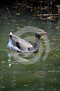 The African Goose is a breed of goose.