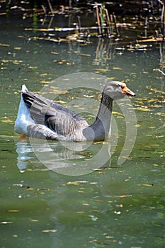 The African Goose is a breed of goose.