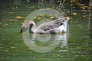 The African Goose is a breed of goose.