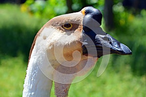 The African Goose in wild, is a breed of goose.