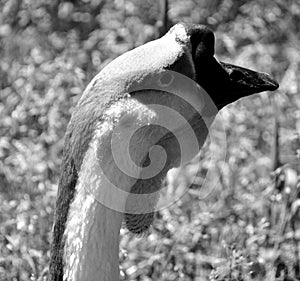 The African Goose in wild, is a breed of goose.