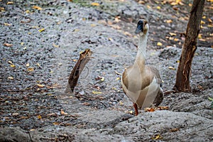 African Goose