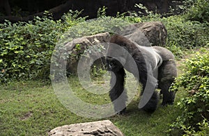 African Gorilla male silverback great ape of Africa sitting in green jungle bushes