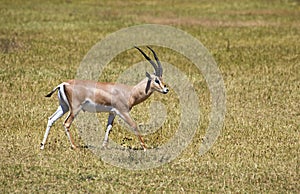 African grant gazelle