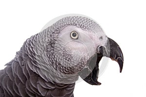 African Gray