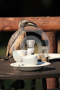 The African gray hornbill Tockus nasutus, hornbill during breakfast. A typical look at an African breakfast if you are not fast