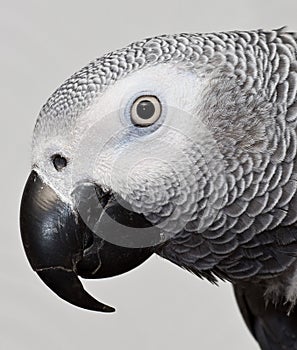 African Gray Max parrot photo