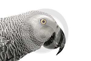 African gray parrot