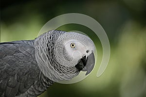 African Gray Parrot
