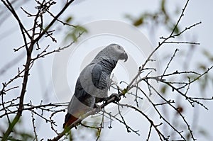 African gray parrot