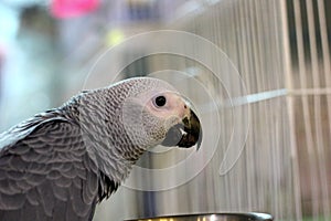 African gray  parrot eating his meal.. photo