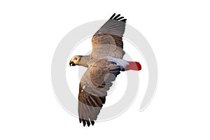 African gray parrot flying isolated on white background.