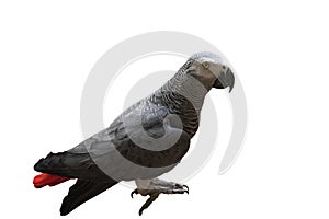 african gray parrot in front of a white background