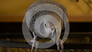 An African Gray Parrot On Her Cage