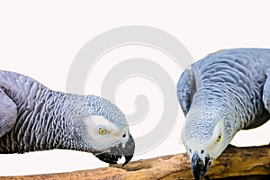 African gray parrot isolated