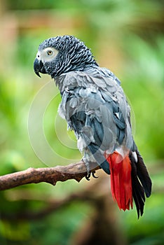 African Gray Parrot