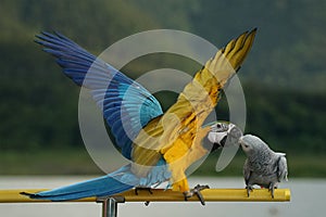 African gray parrot (Psittacus erithacus) and blue and gold macaw (Ara ararauna)