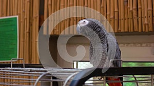 African gray parrot sitting on a big metal cage.
