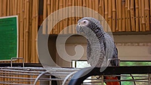 African gray parrot sitting on a big metal cage.