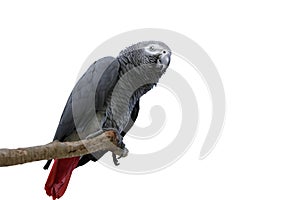 African gray parrot tropical bird isolated