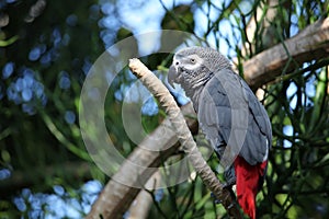 African gray parrot tropical bird looking happy