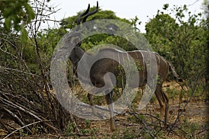 African Greater Kudu Bull