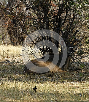 African Greater Kudu Bull