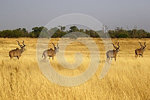 African Greater Kudu Herd of Big Bulls