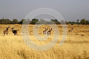 African Greater Kudu Herd of Big Bulls