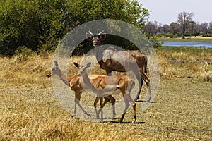 African Greater Kudu with Impala antelopes