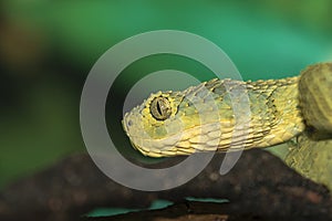 African green bush viper Atheris squamigera potrtrait